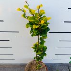 Buk lesný (Fagus sylvatica) ‘DAWYCK GOLD’ - výška 40-60 cm, kont. C5L